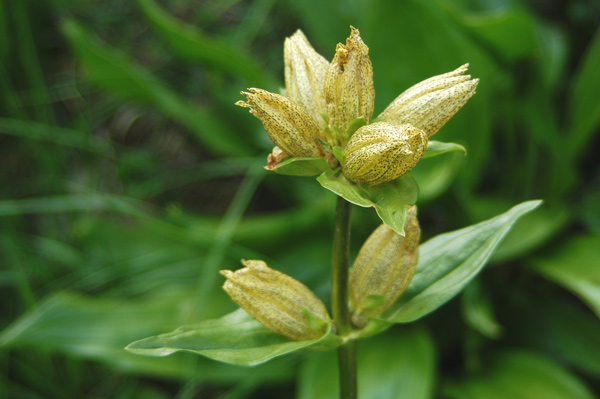 Gentiana punctata L.
