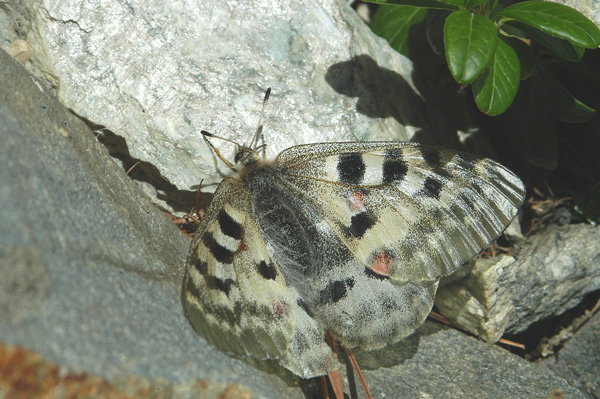 Parnassius apollo: nuova stagione!