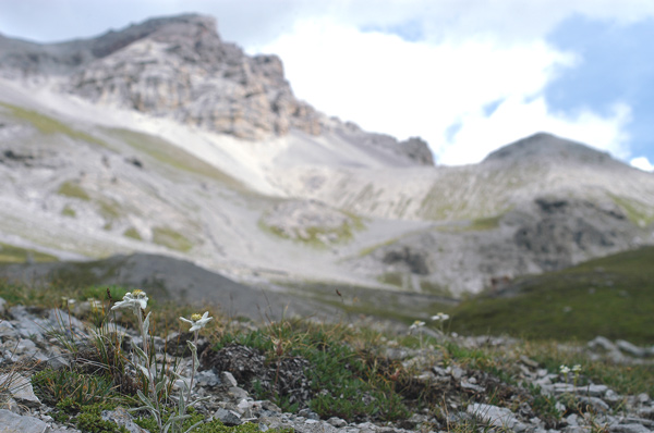 Leontopodium alpinum / Stella alpina