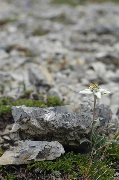 Leontopodium alpinum / Stella alpina