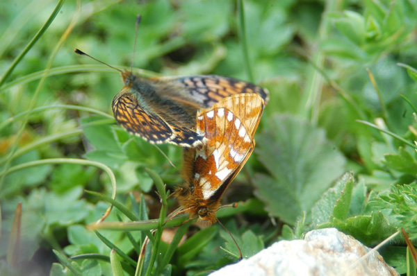 Boloria napaea