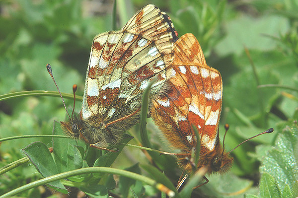 Boloria napaea