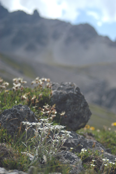Leontopodium alpinum / Stella alpina