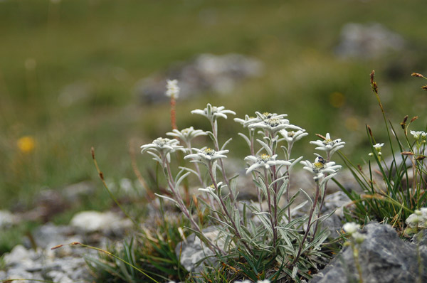 Leontopodium alpinum / Stella alpina
