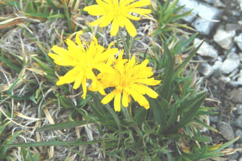 Crepis sp. ?