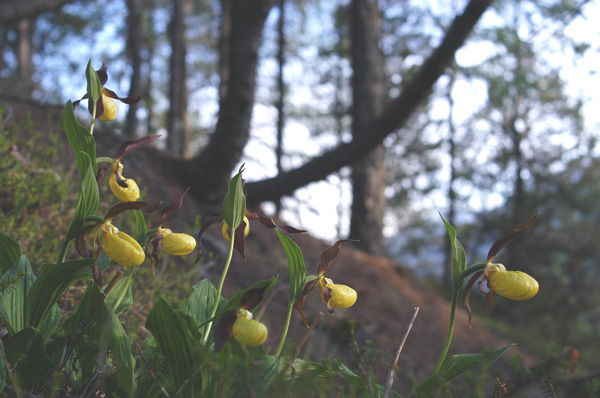 Cypripedium calceolus nuova stagione
