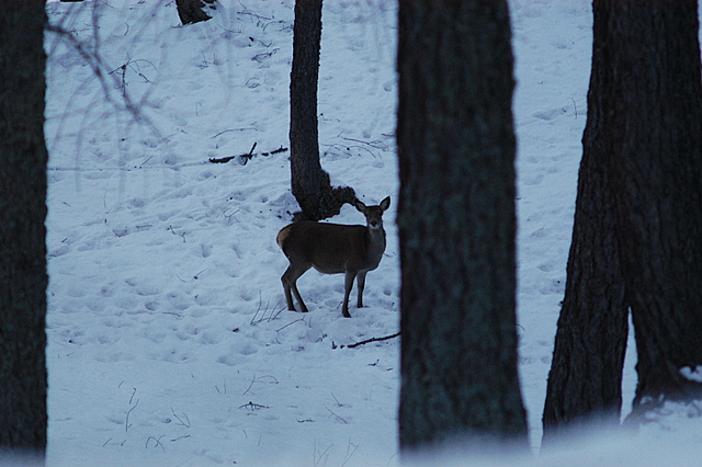 PASSIONE PER IL CERVO