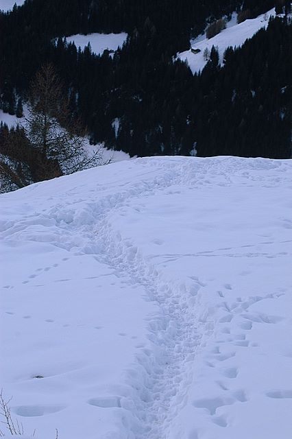 PASSIONE PER IL CERVO