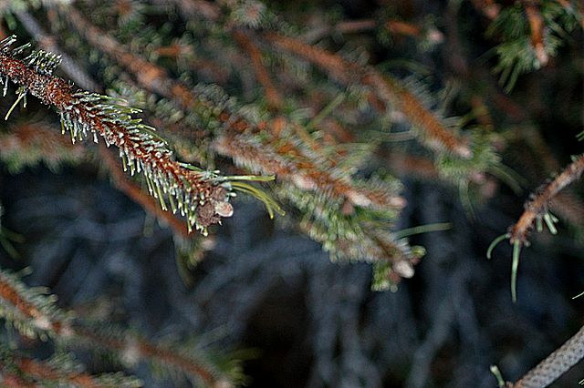 PASSIONE PER IL CERVO