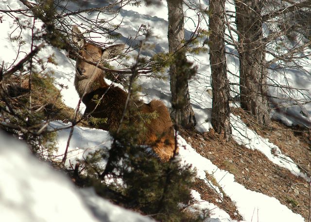 PASSIONE PER IL CERVO
