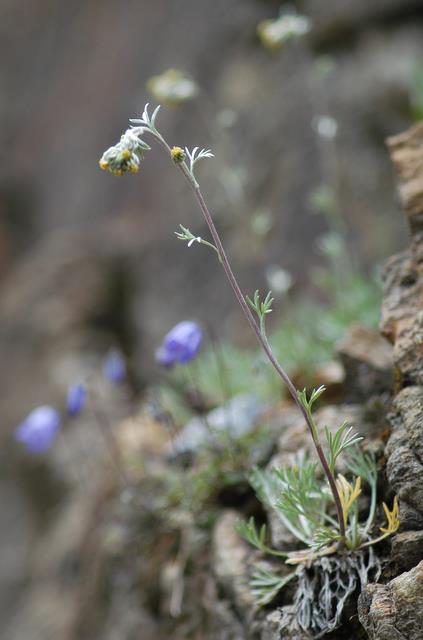 Artemisia umbelliformis (=A. mutellina) / Genep femmina