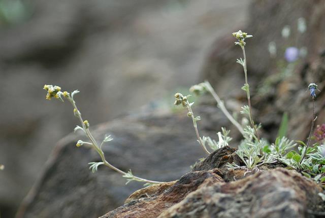 Artemisia umbelliformis (=A. mutellina) / Genep femmina