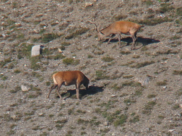 PASSIONE PER IL CERVO