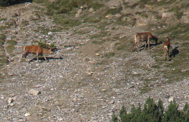 PASSIONE PER IL CERVO