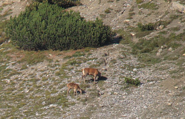 PASSIONE PER IL CERVO