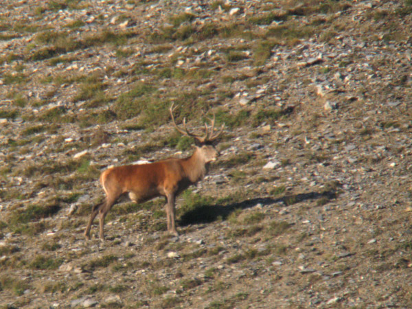 PASSIONE PER IL CERVO