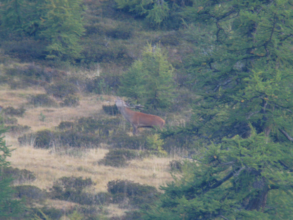 PASSIONE PER IL CERVO