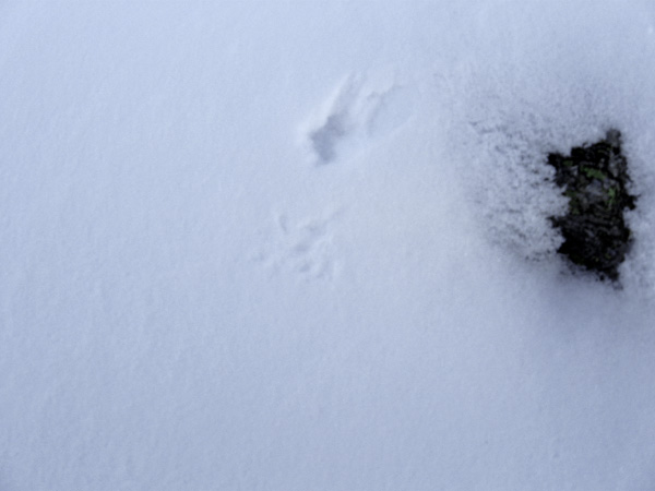 Impronte : Ermellino (Mustela erminea) sulla prima neve!
