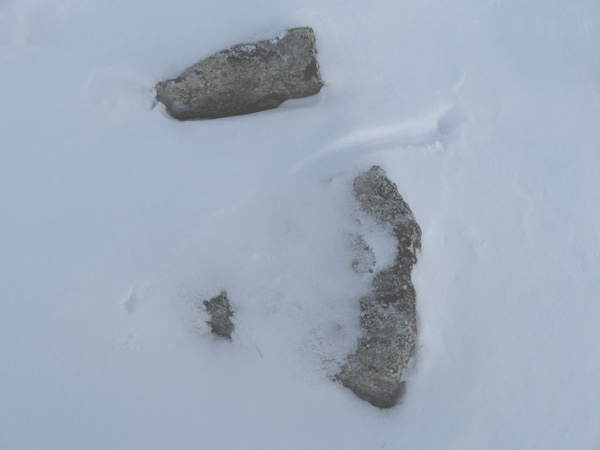 Impronte : Ermellino (Mustela erminea) sulla prima neve!