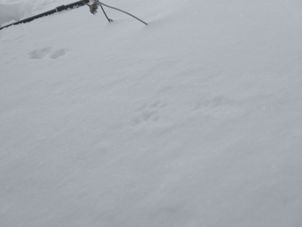 Impronte : Ermellino (Mustela erminea) sulla prima neve!
