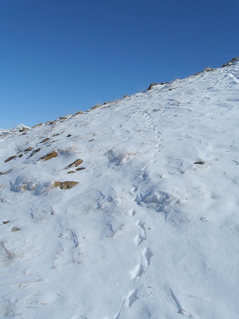 Impronte ; Pernice bianca (Lagopus mutus) sulla prima neve!