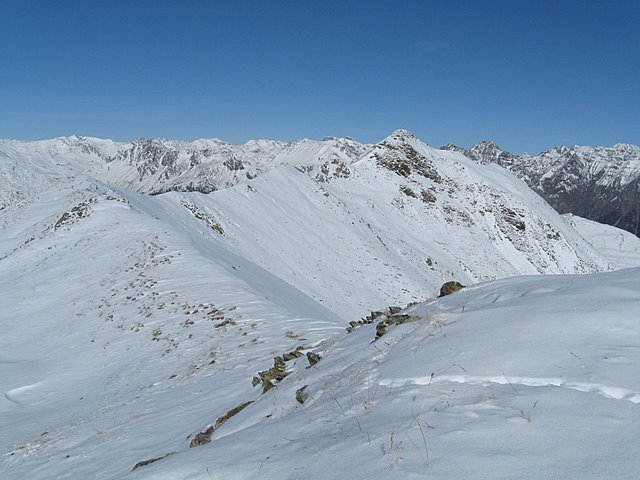 Impronte ; Pernice bianca (Lagopus mutus) sulla prima neve!