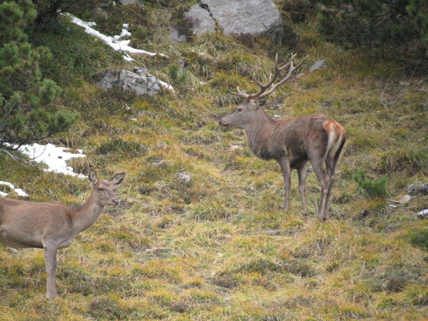 PASSIONE PER IL CERVO