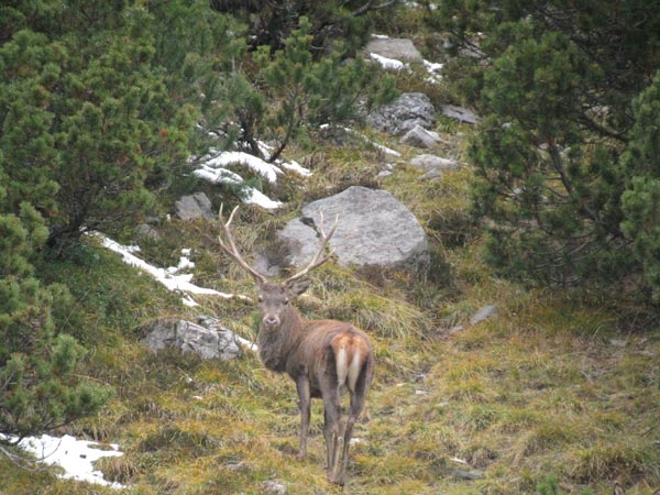 PASSIONE PER IL CERVO