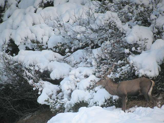 PASSIONE PER IL CERVO
