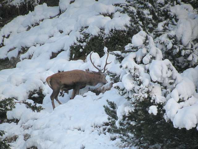 PASSIONE PER IL CERVO