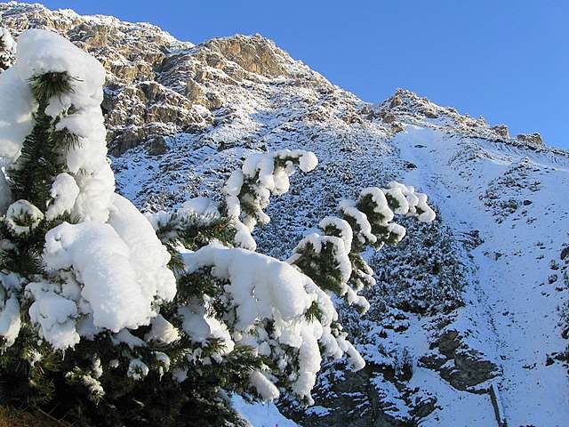 PASSIONE PER IL CERVO