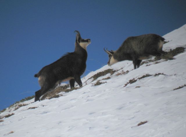 Periodo degli amori per il camoscio