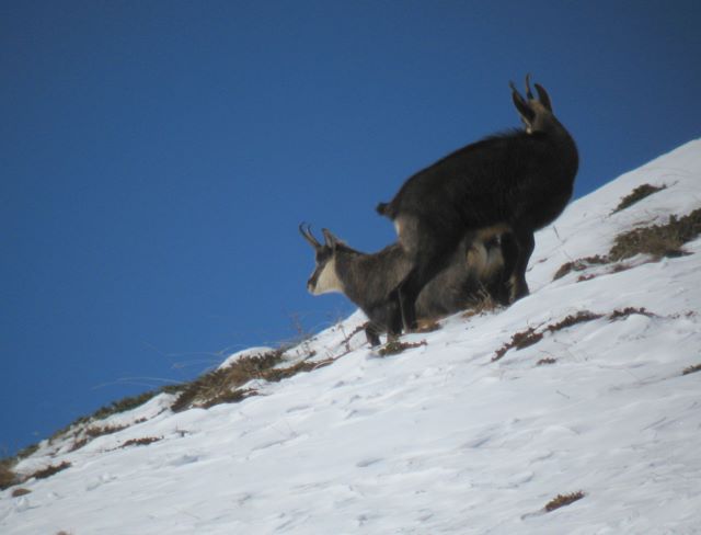 Periodo degli amori per il camoscio
