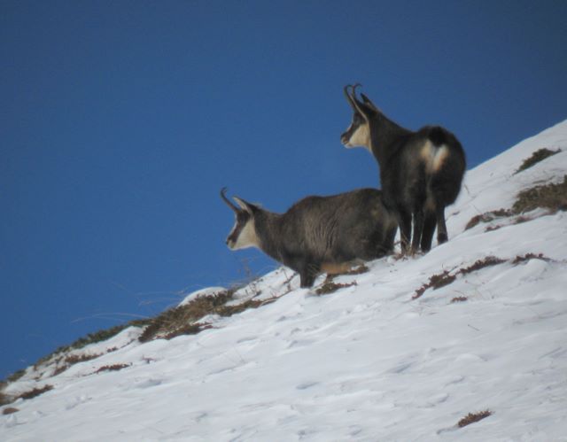 Periodo degli amori per il camoscio