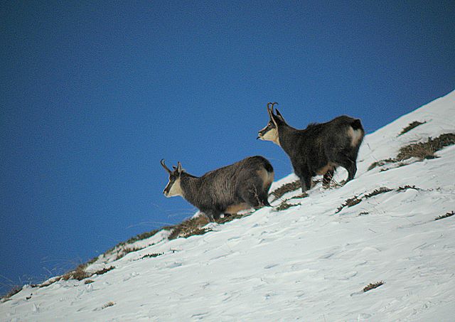 Periodo degli amori per il camoscio