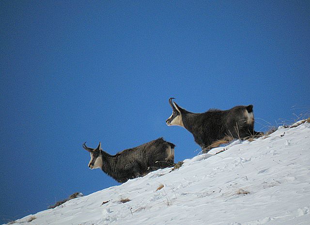 Periodo degli amori per il camoscio