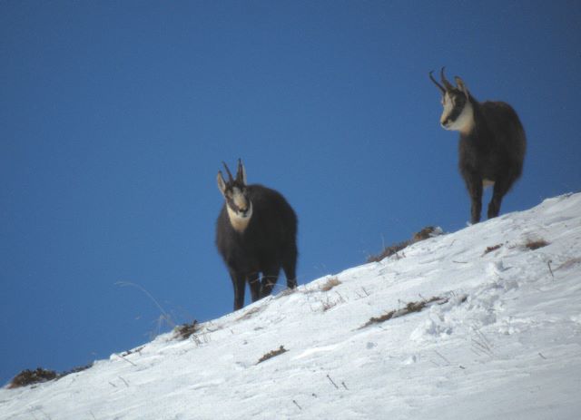 Periodo degli amori per il camoscio
