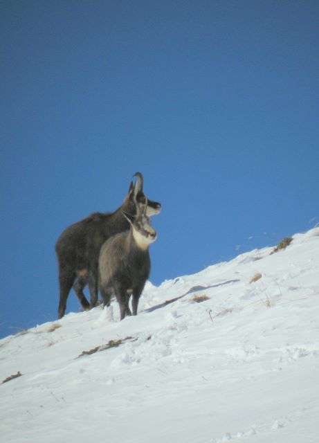 Periodo degli amori per il camoscio