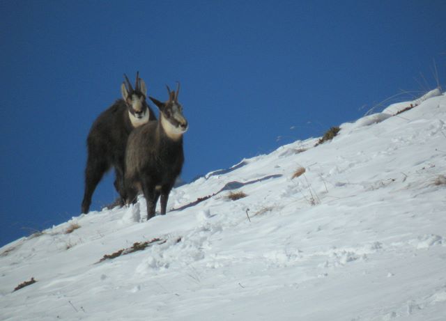 Periodo degli amori per il camoscio