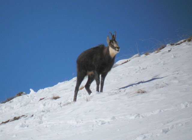 Periodo degli amori per il camoscio