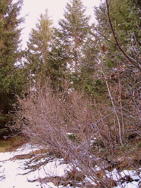 Impronte :Francolino di monte / Bonasia bonasia