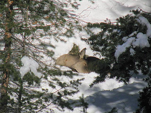 PASSIONE PER IL CERVO