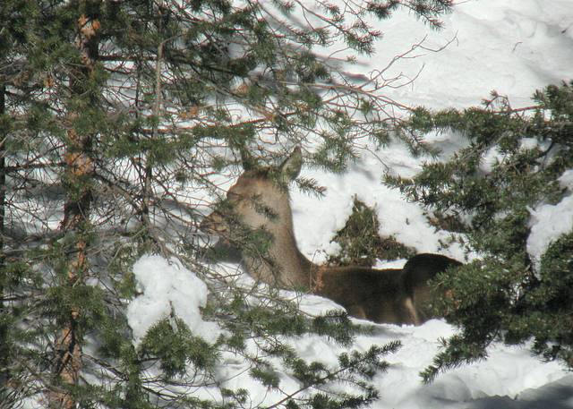 PASSIONE PER IL CERVO