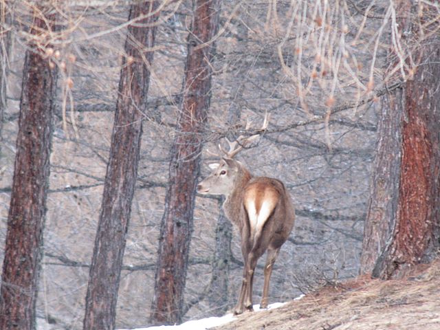 PASSIONE PER IL CERVO
