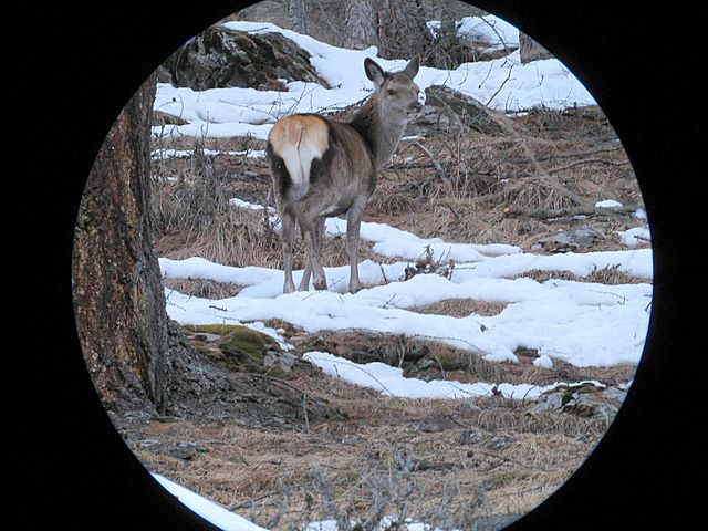 PASSIONE PER IL CERVO
