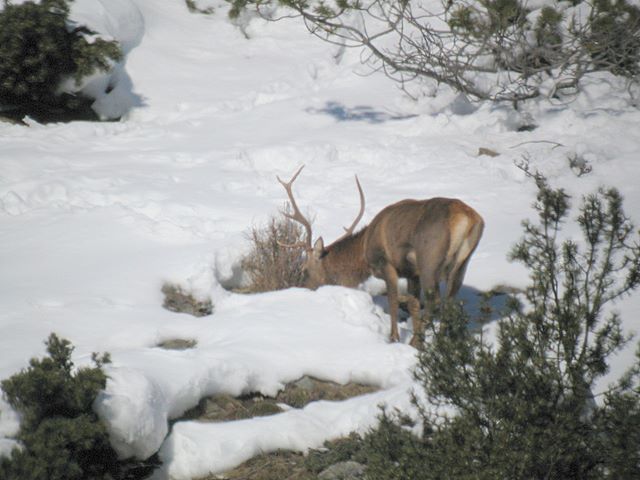 PASSIONE PER IL CERVO