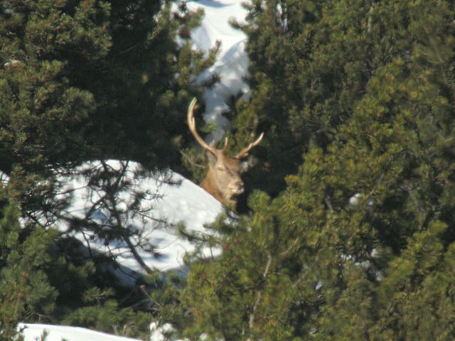 PASSIONE PER IL CERVO