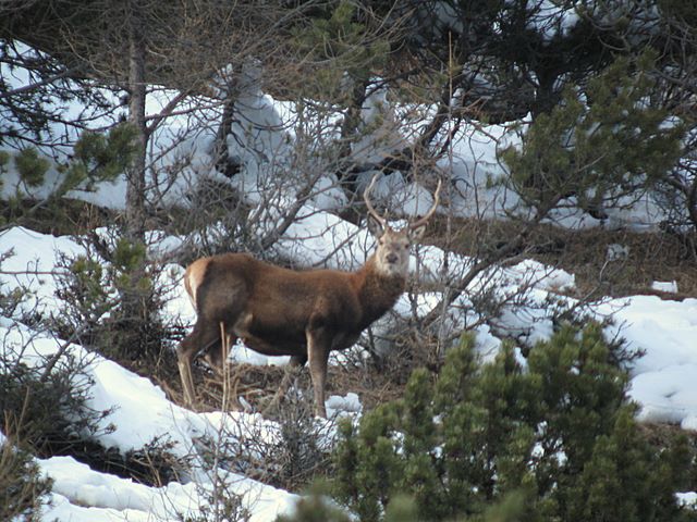PASSIONE PER IL CERVO