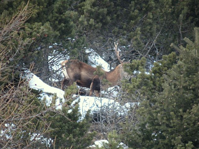 PASSIONE PER IL CERVO