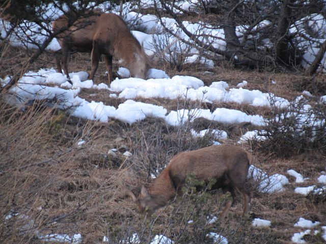PASSIONE PER IL CERVO